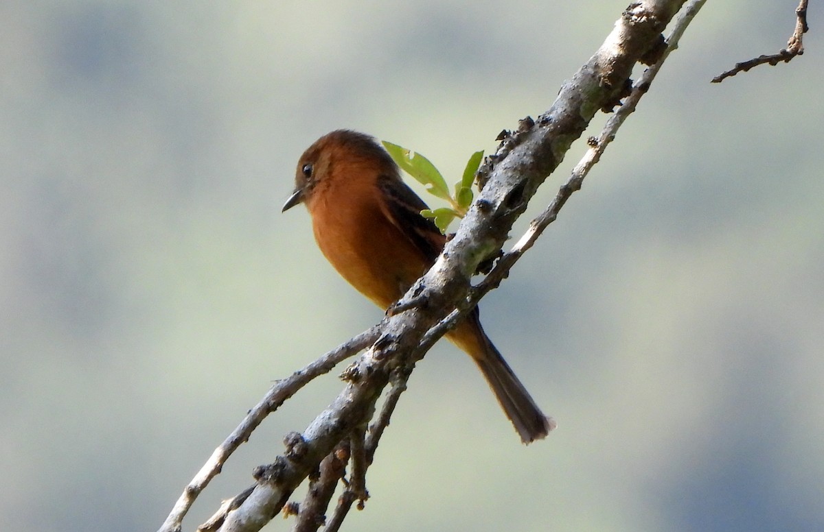 Cinnamon Flycatcher - ML623606284