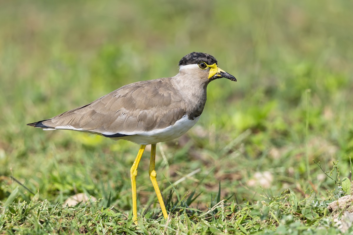 Yellow-wattled Lapwing - ML623606322