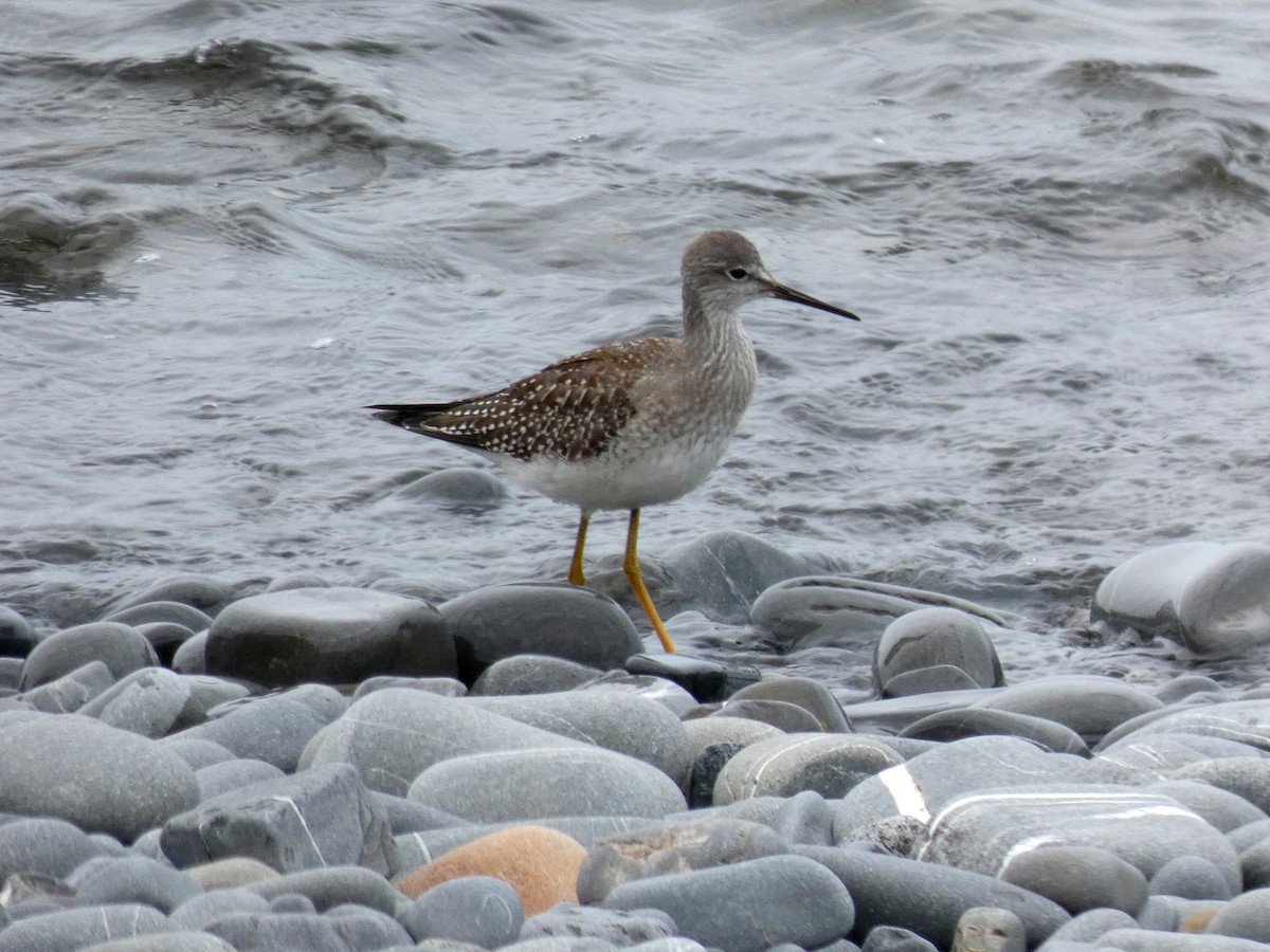 Lesser Yellowlegs - ML623606338