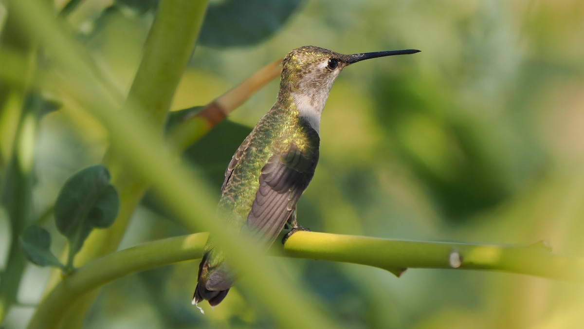 Black-chinned Hummingbird - Rob Torres