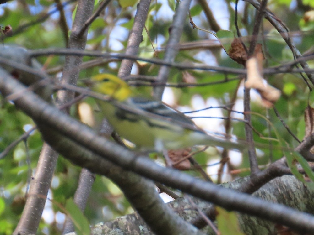 Black-throated Green Warbler - ML623606412