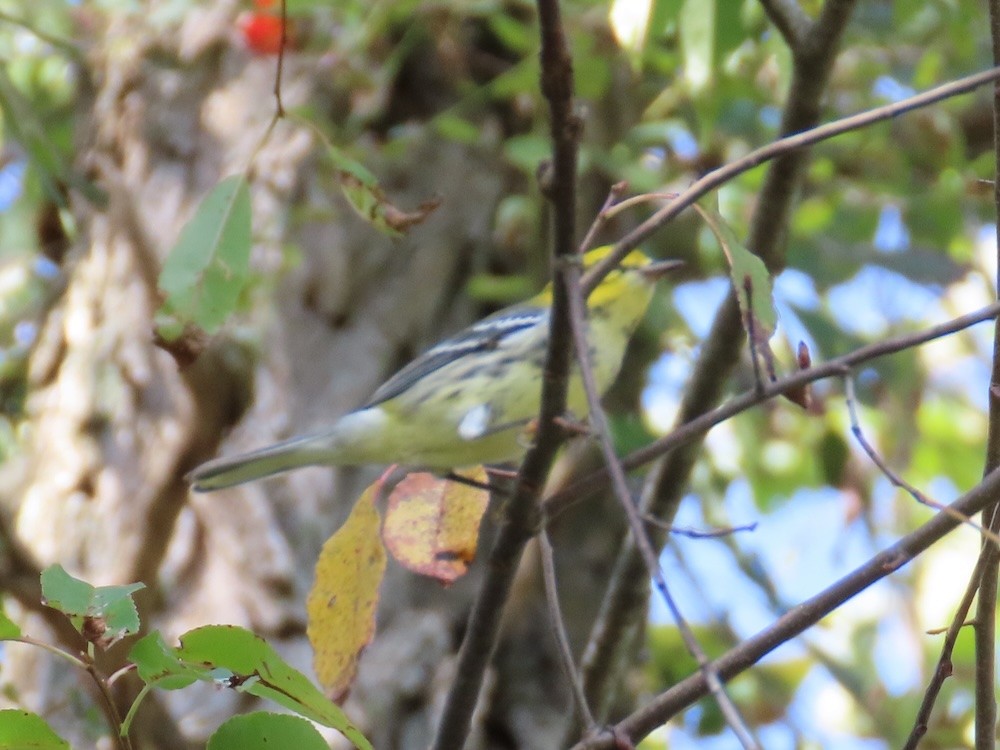 Black-throated Green Warbler - ML623606413