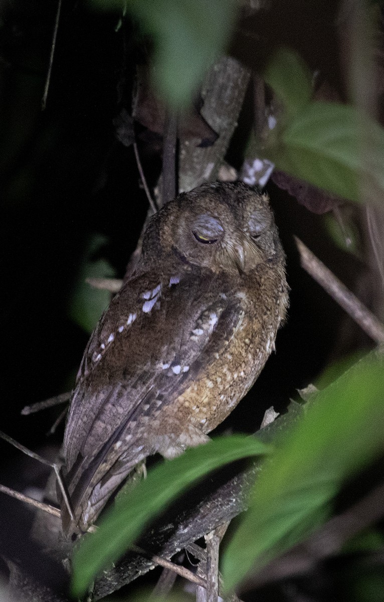Nicobar Scops-Owl - ML623606428