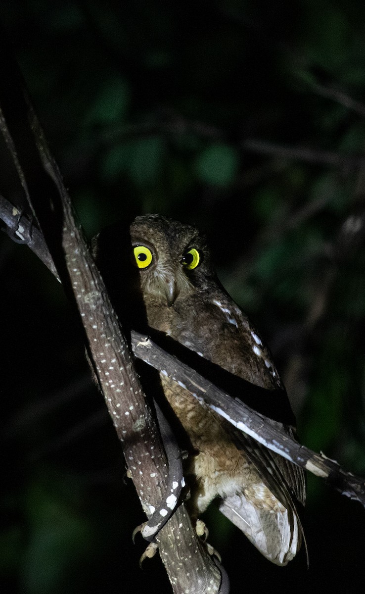 Nicobar Scops-Owl - ML623606429