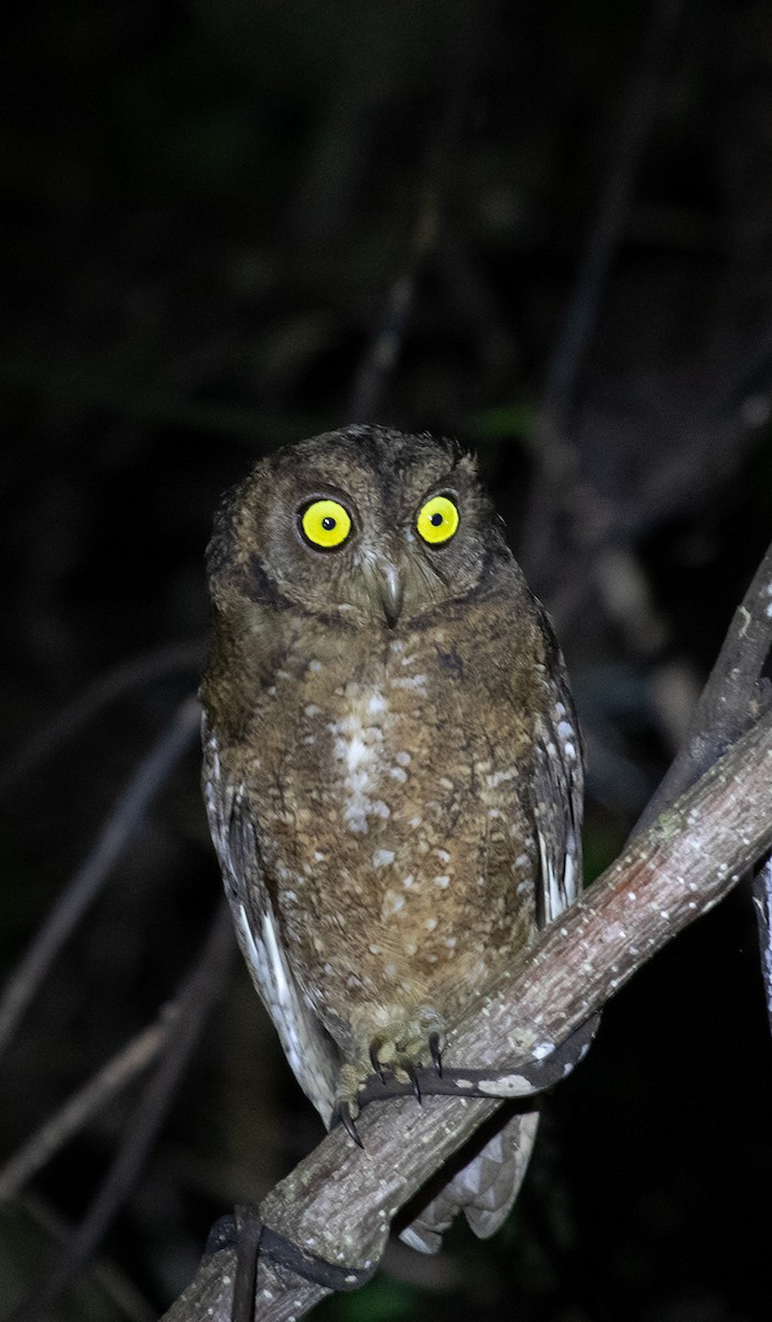 Nicobar Scops-Owl - ML623606430