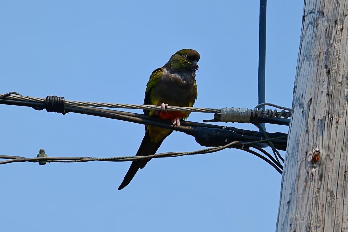 Burrowing Parakeet - Mike Charest