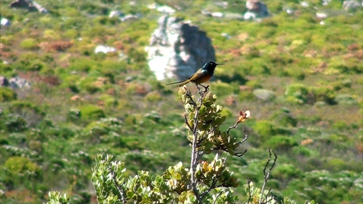 Orange-breasted Sunbird - ML623606522