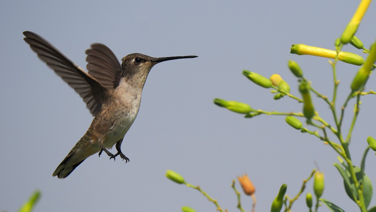 Black-chinned Hummingbird - ML623606631