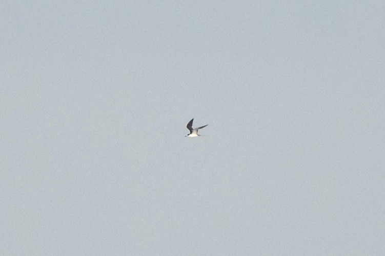 Sooty Tern - ML623606636