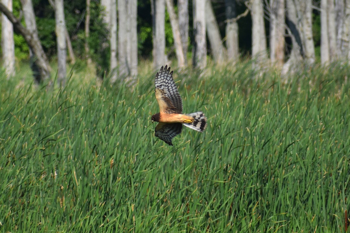 Northern Harrier - ML623606646