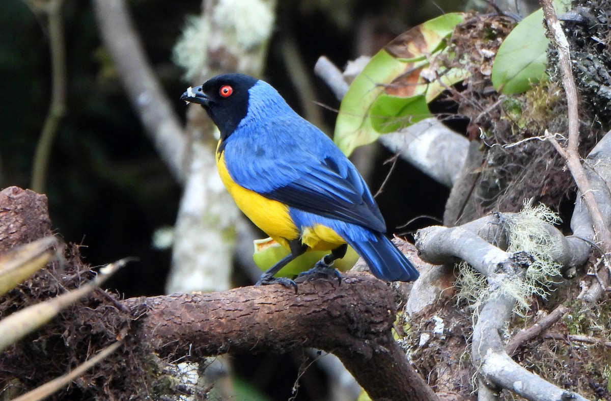 Hooded Mountain Tanager - ML623606650