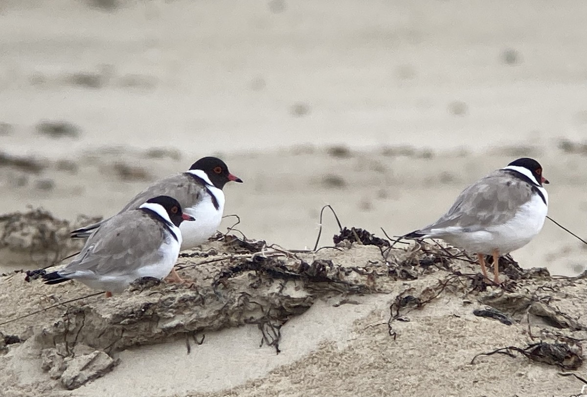 Hooded Plover - ML623606659