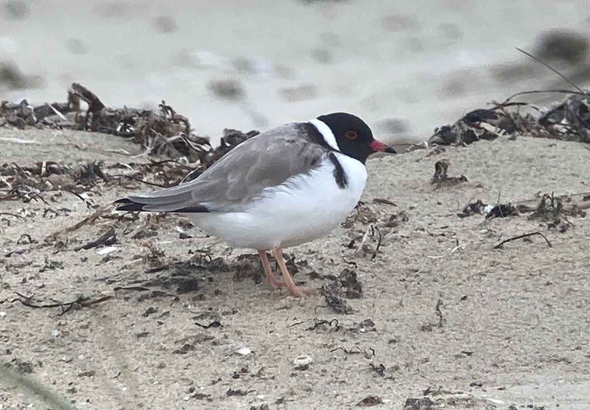 Hooded Plover - ML623606662