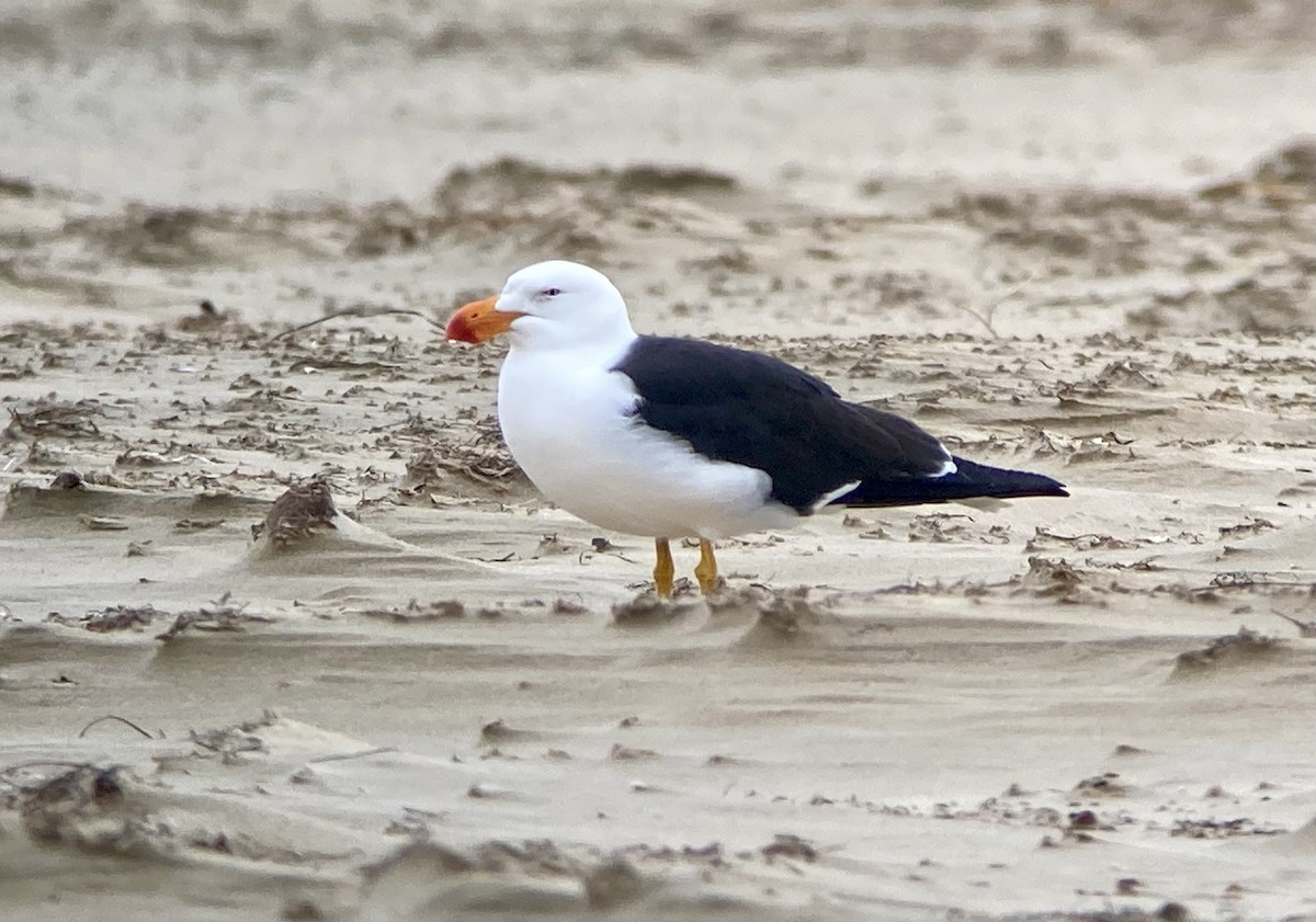 Pacific Gull - ML623606668