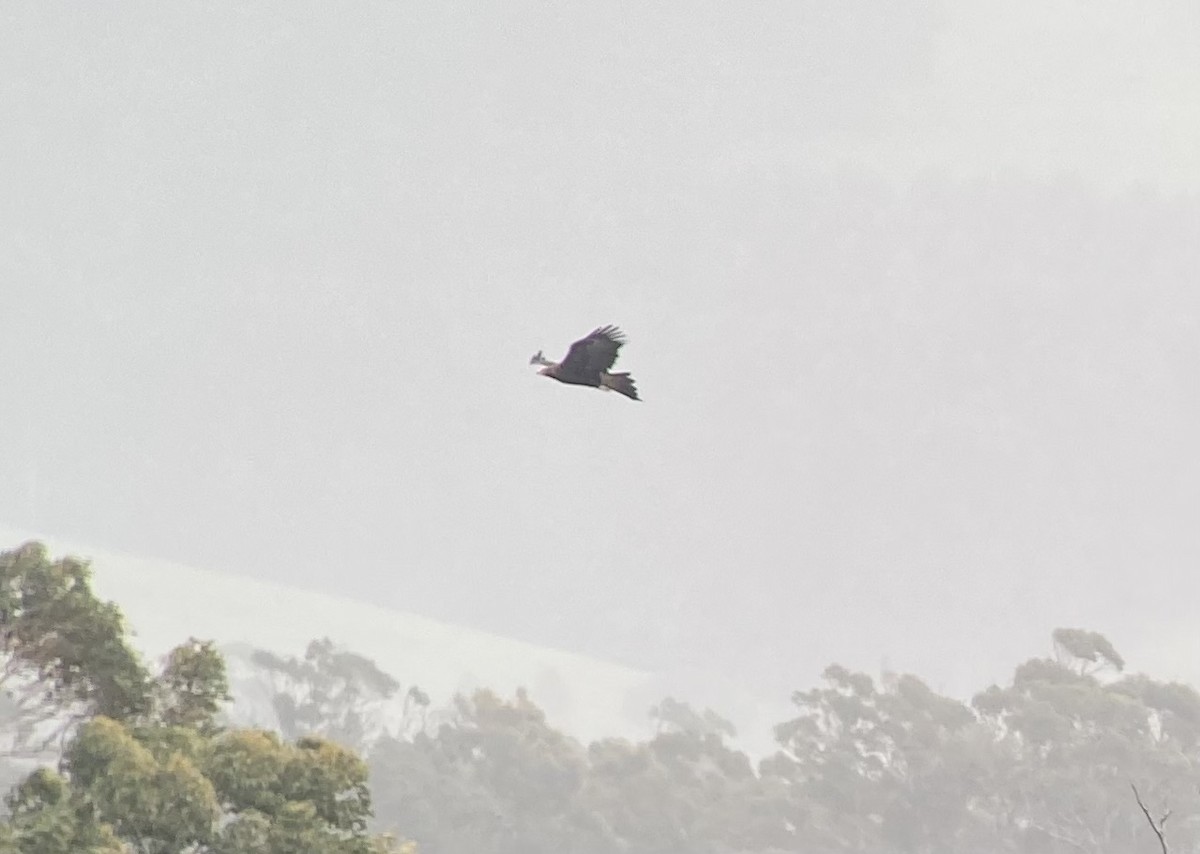 Wedge-tailed Eagle - ML623606675