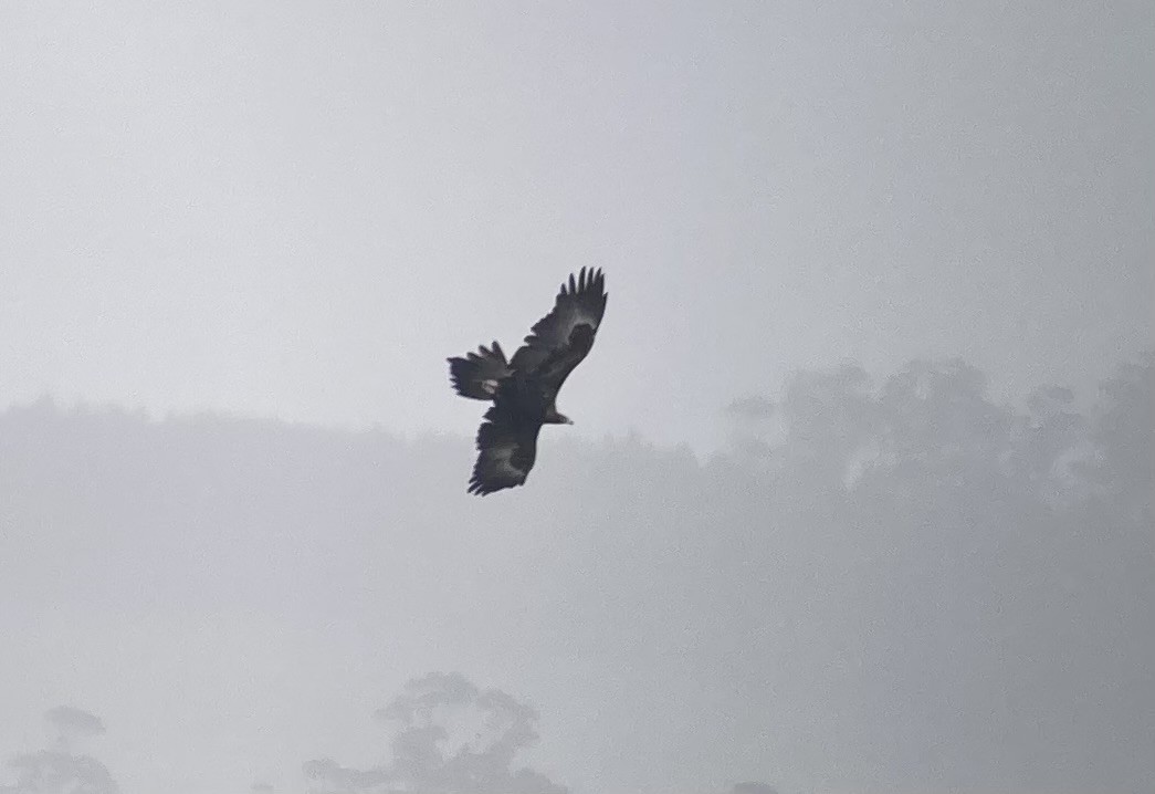 Wedge-tailed Eagle - ML623606678