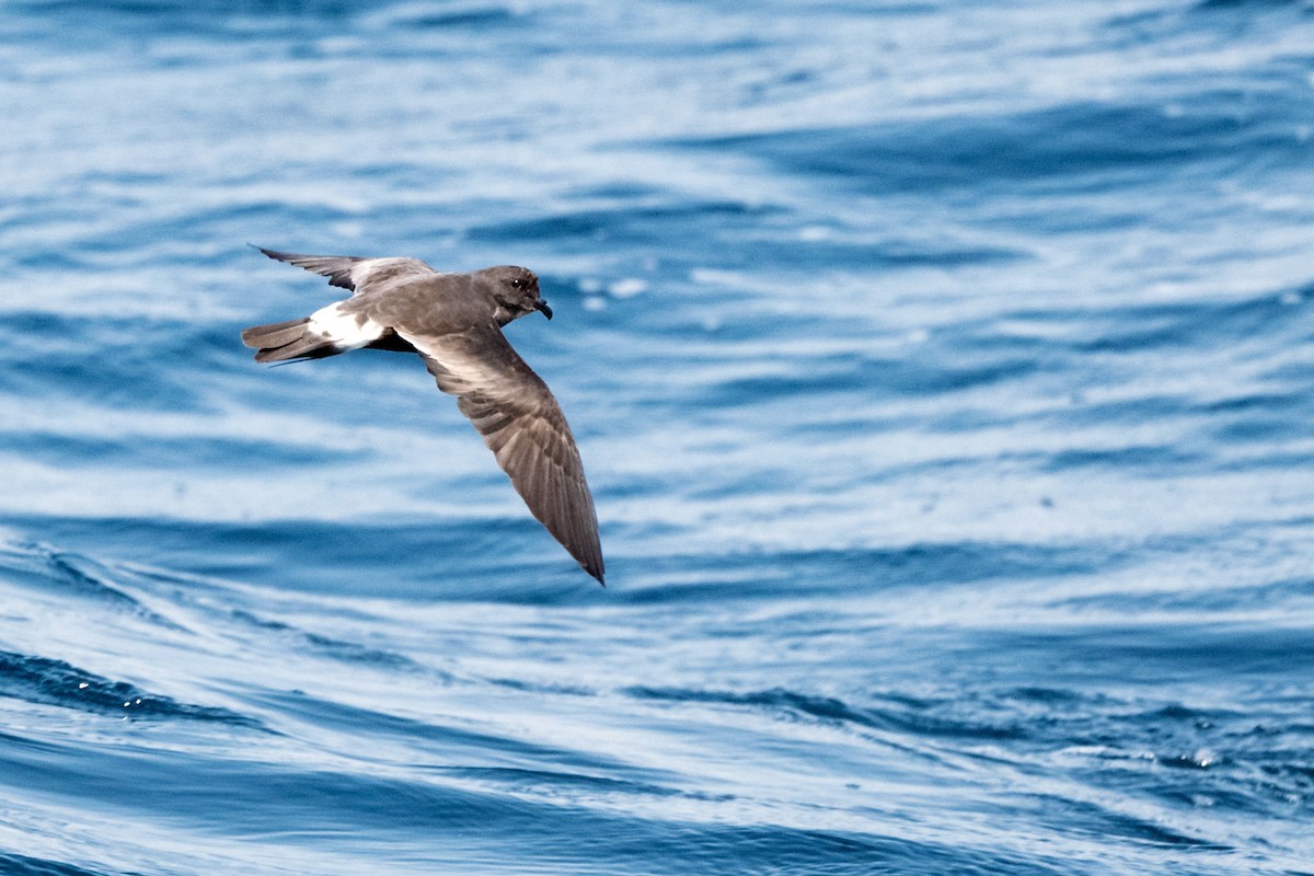 Band-rumped Storm-Petrel - ML623606683