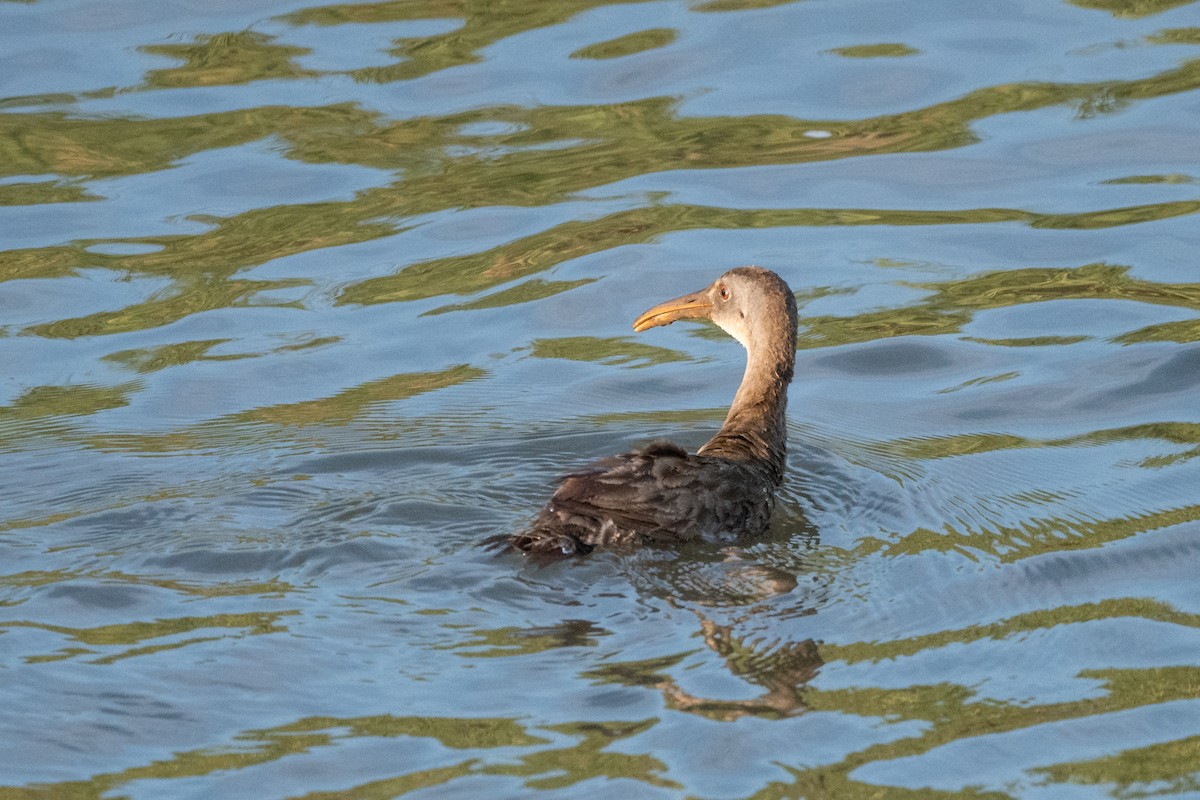 Clapper Rail - ML623606722