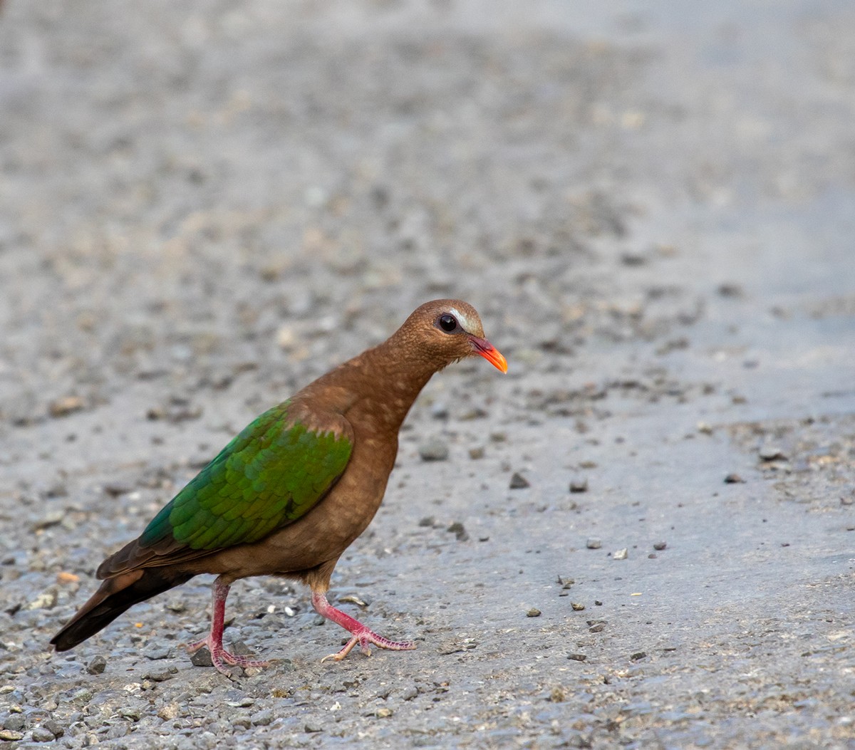 Asian Emerald Dove - ML623606751