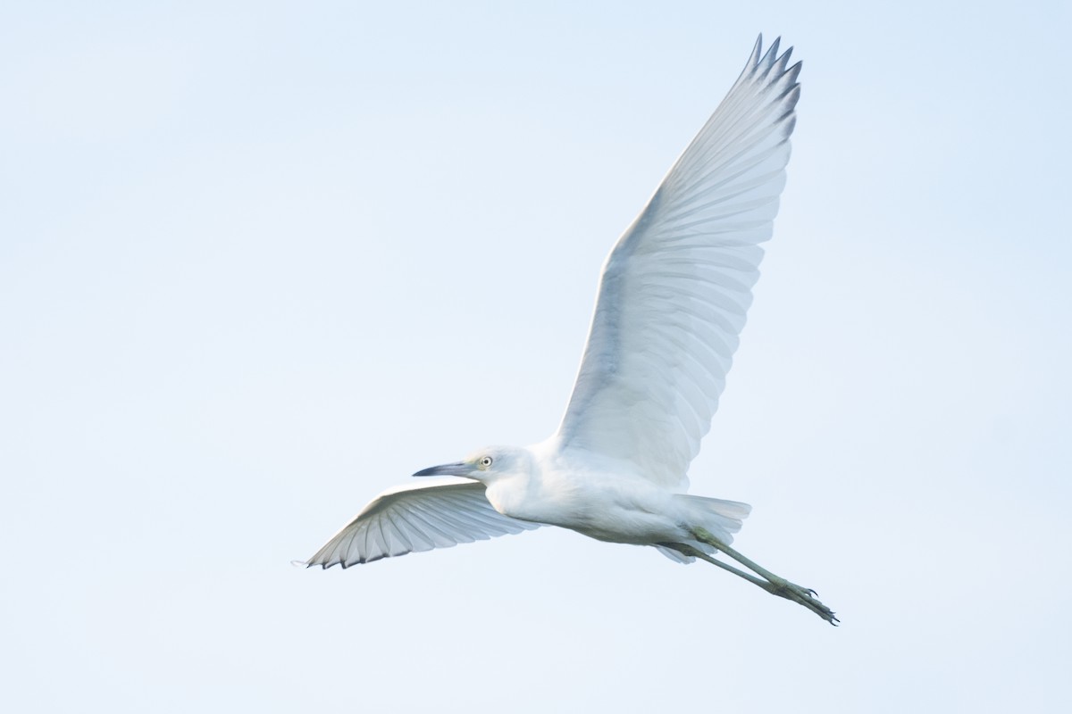 Little Blue Heron - ML623606761