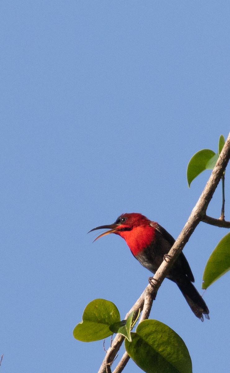 Crimson Sunbird - ML623606763