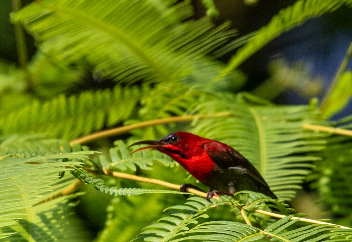 Crimson Sunbird - ML623606764