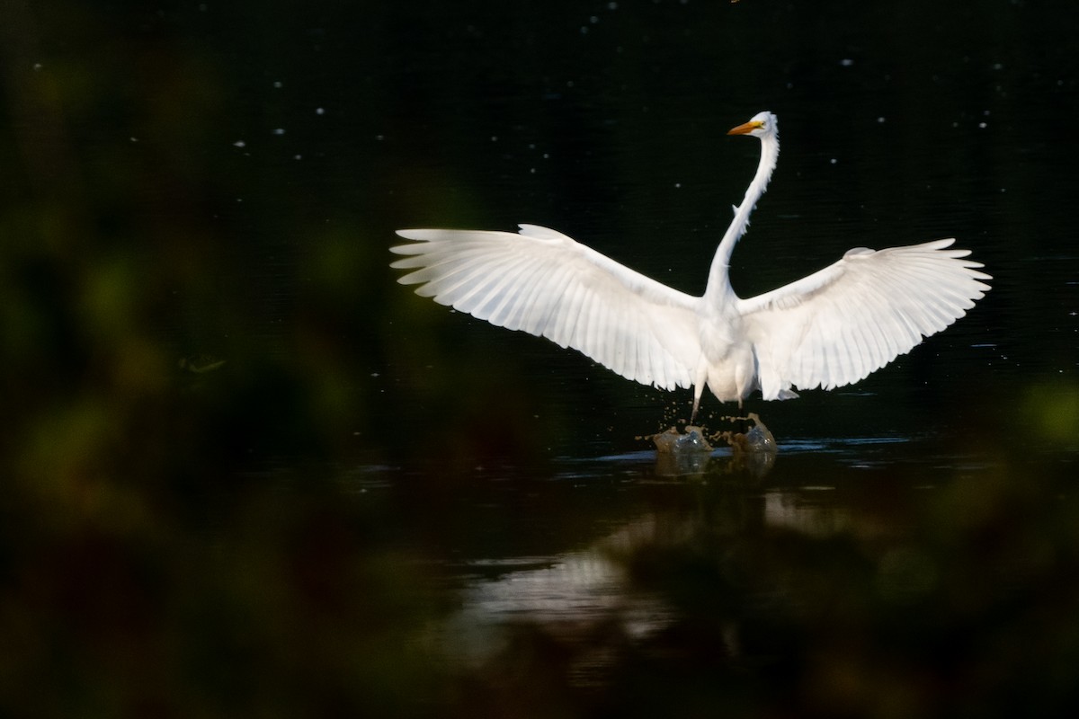 Great Egret - ML623606771