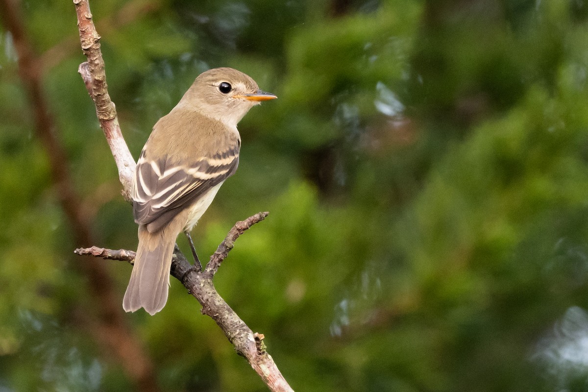 Empidonax sp. - ML623606773