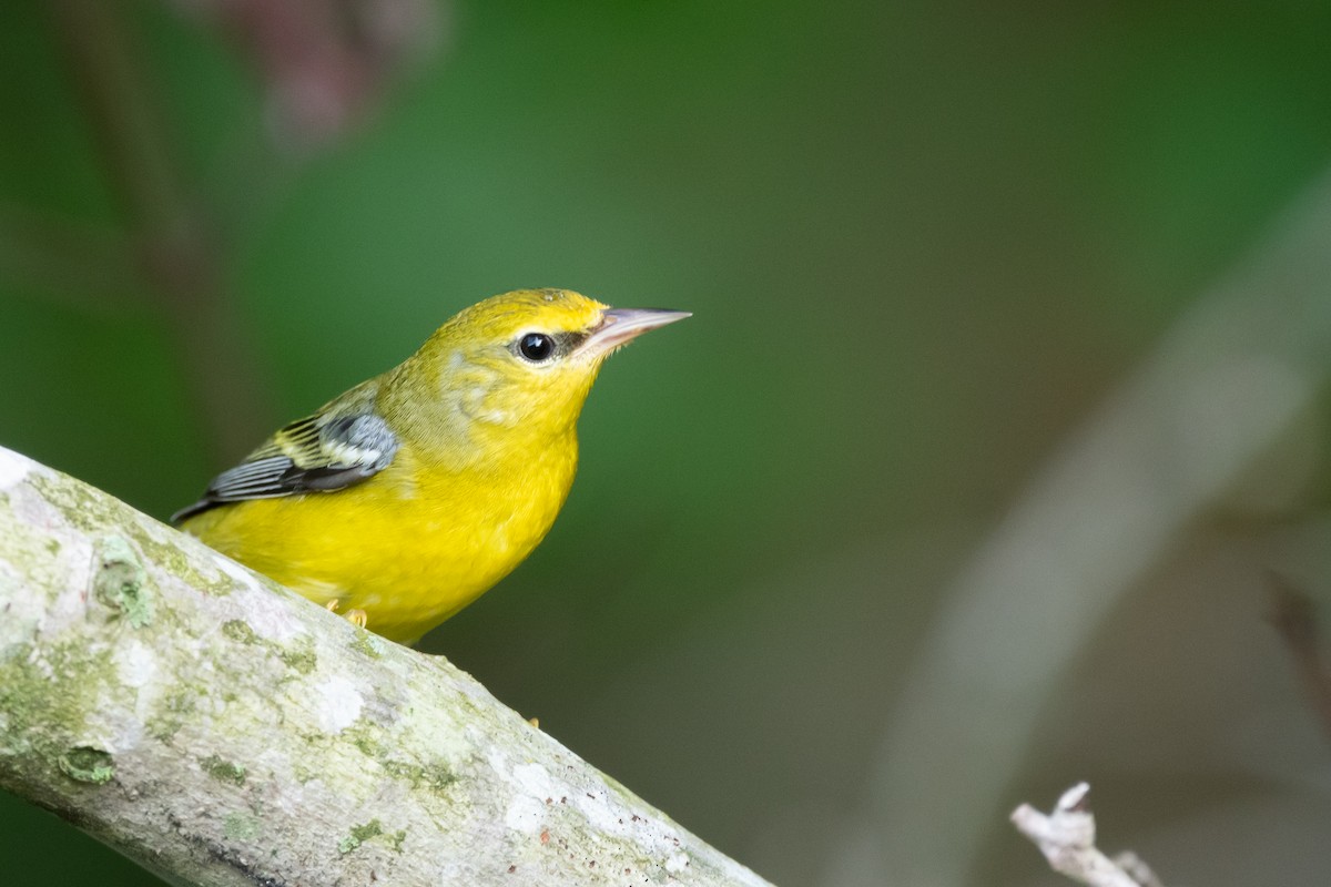 Blue-winged Warbler - ML623606788