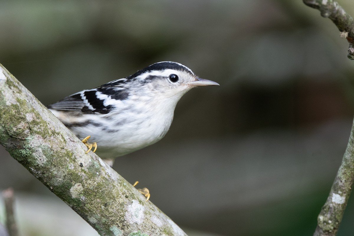 Black-and-white Warbler - ML623606795