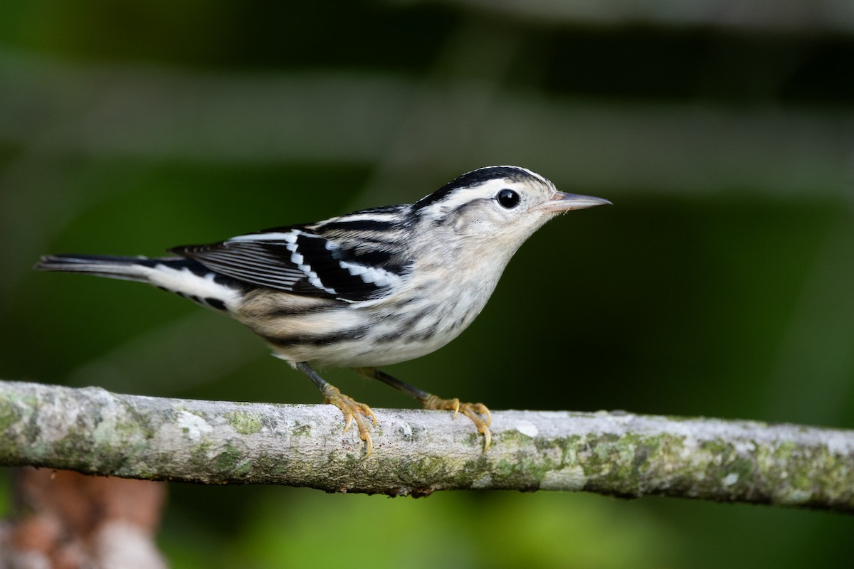 Black-and-white Warbler - ML623606796