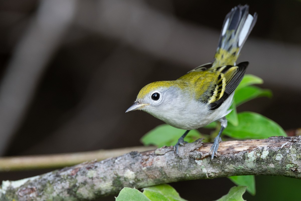 Chestnut-sided Warbler - ML623606802