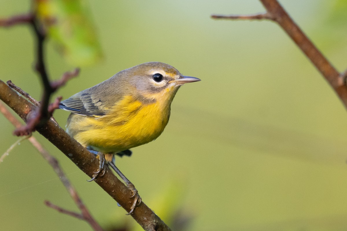 Prairie Warbler - ML623606805