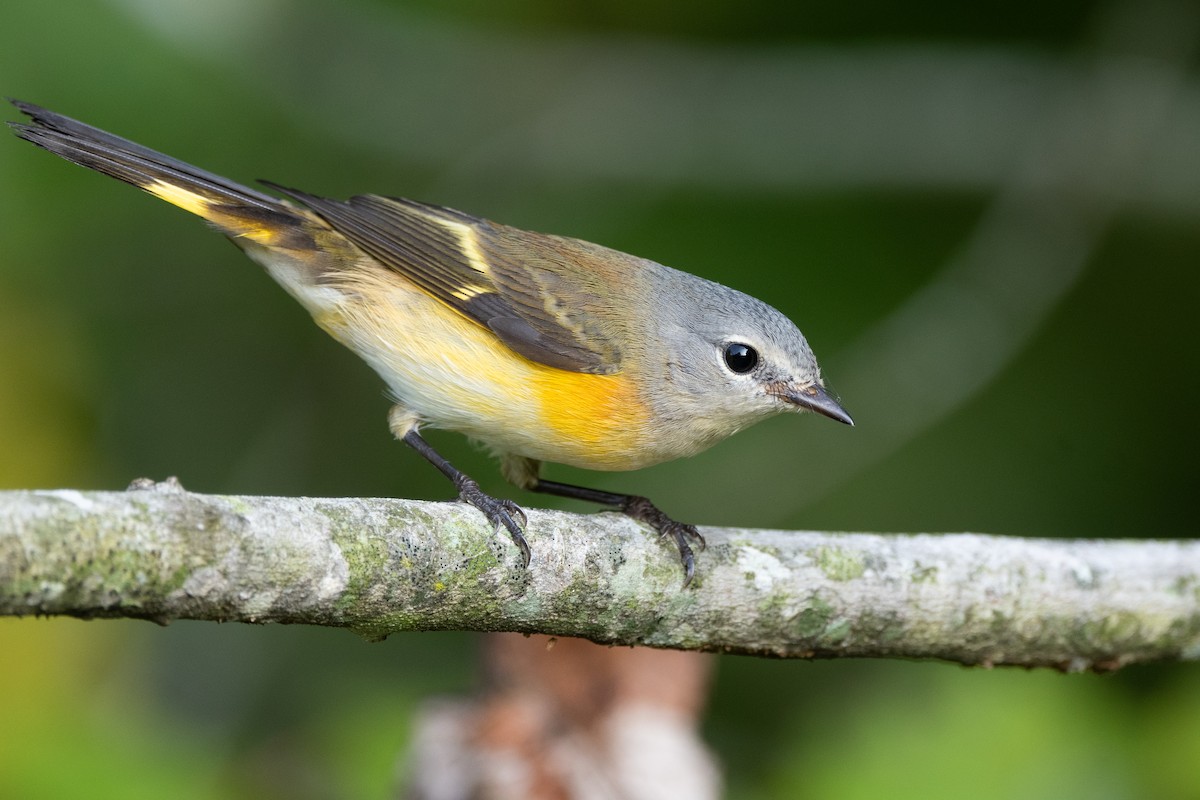 American Redstart - ML623606810