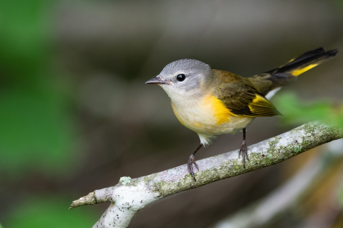 American Redstart - ML623606814