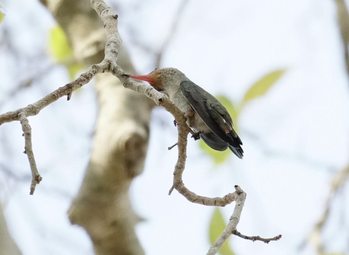 gyllenkolibri - ML623606862