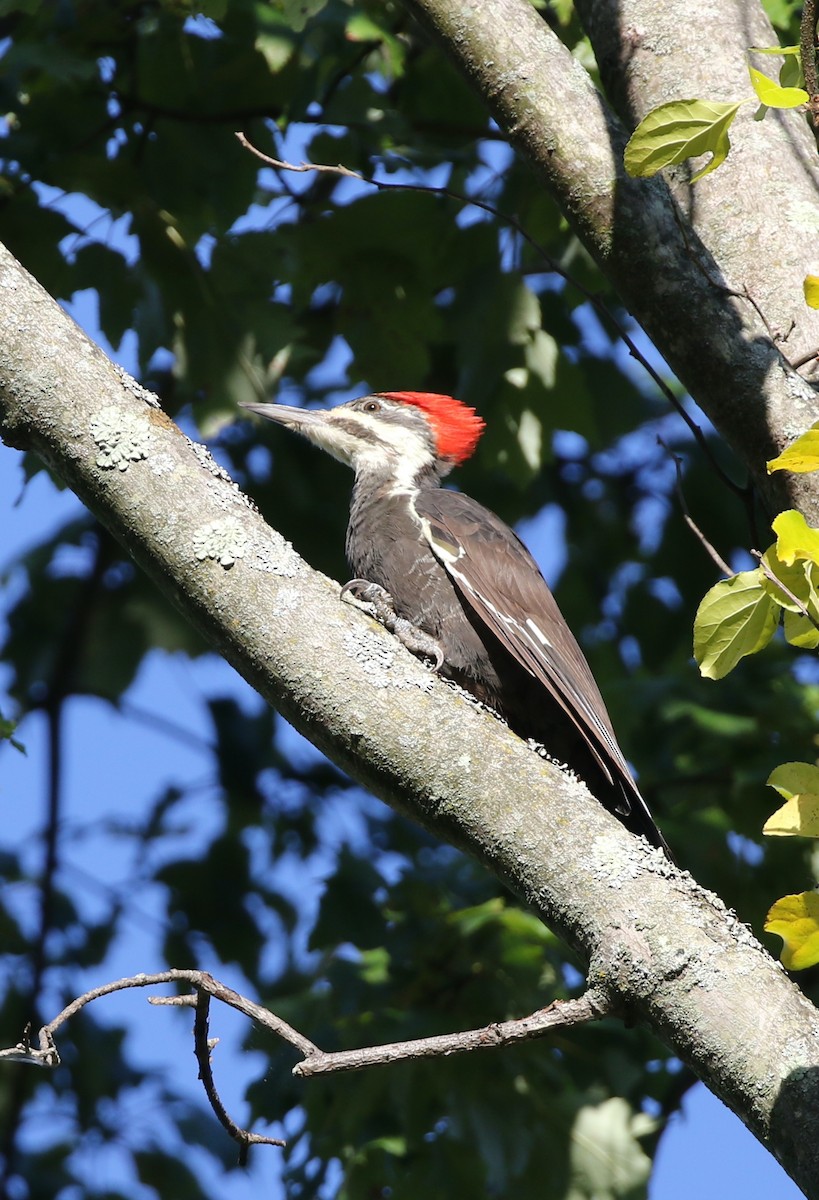 Pileated Woodpecker - ML623606872