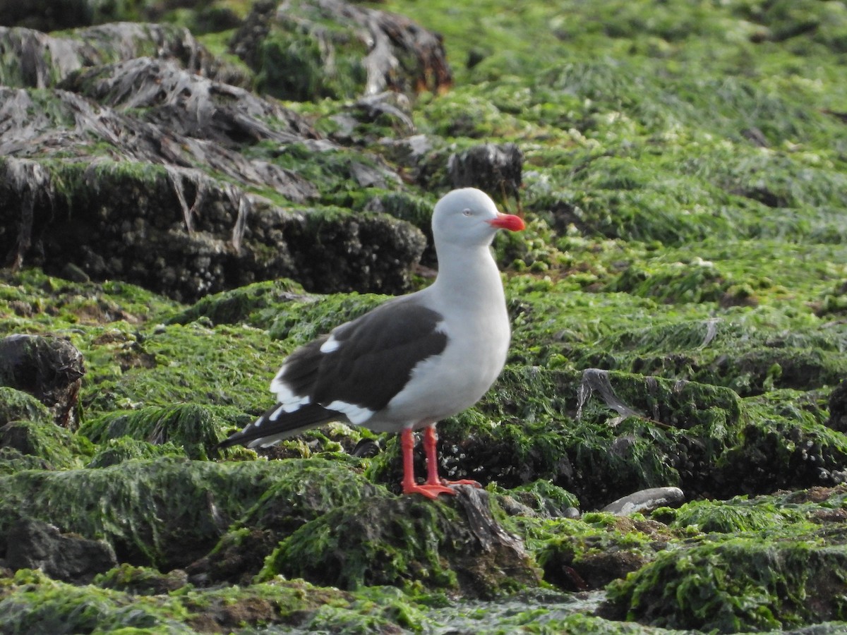 Dolphin Gull - ML623606885