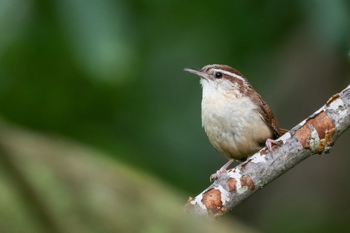 Carolina Wren - ML623606888