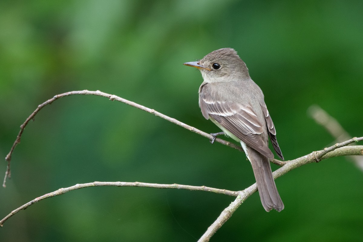 Eastern Wood-Pewee - ML623606894