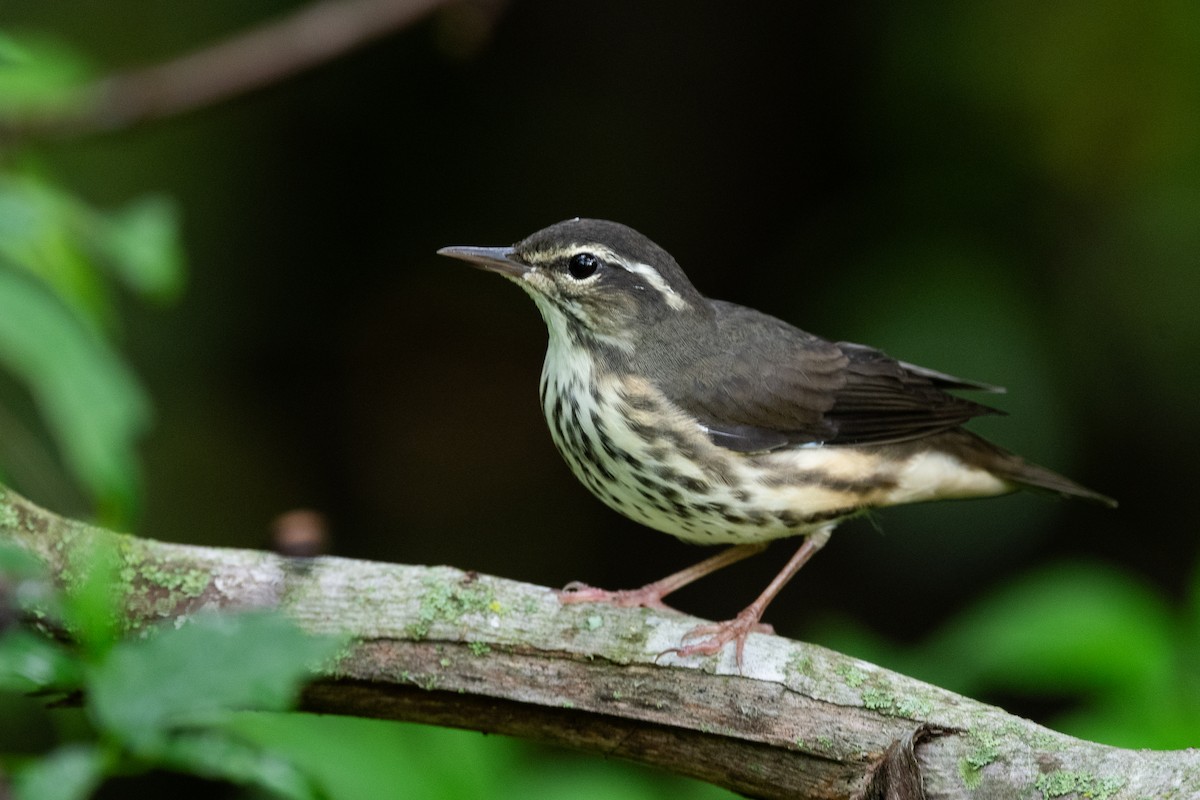 Louisiana Waterthrush - ML623606898