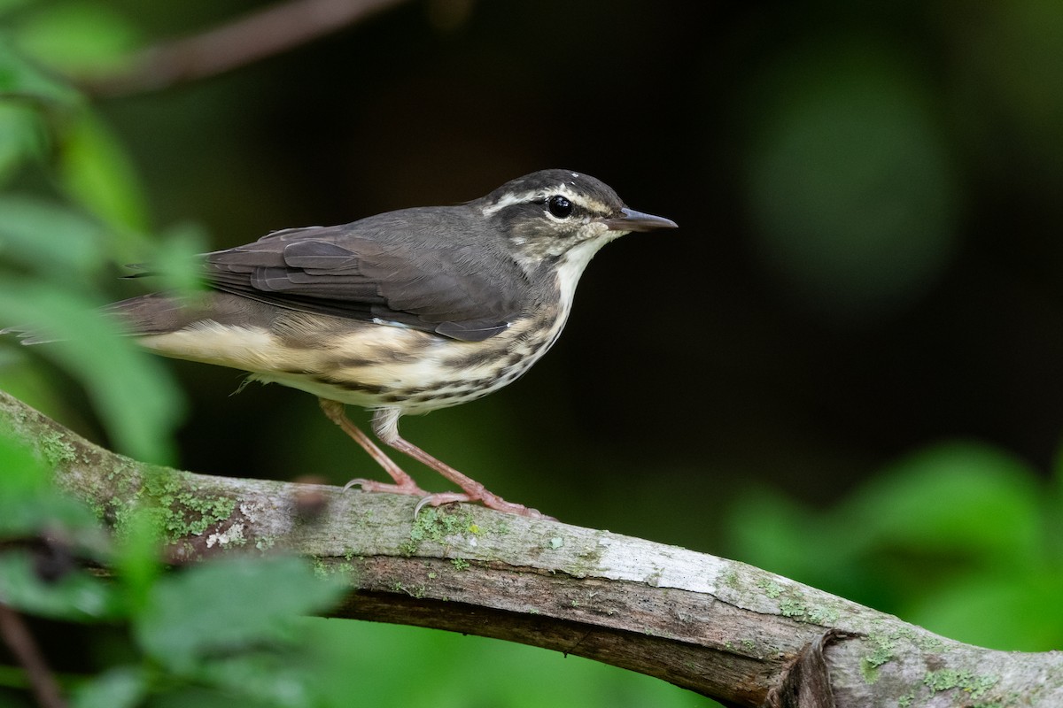 Louisiana Waterthrush - ML623606899