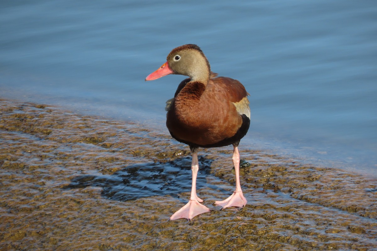 Black-bellied Whistling-Duck - ML623606912