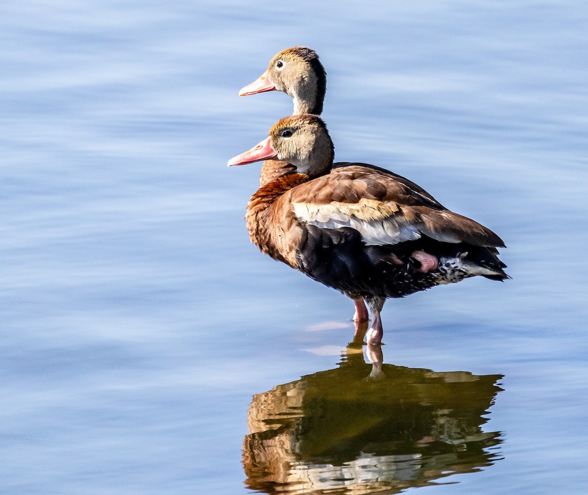 Black-bellied Whistling-Duck - ML623606930