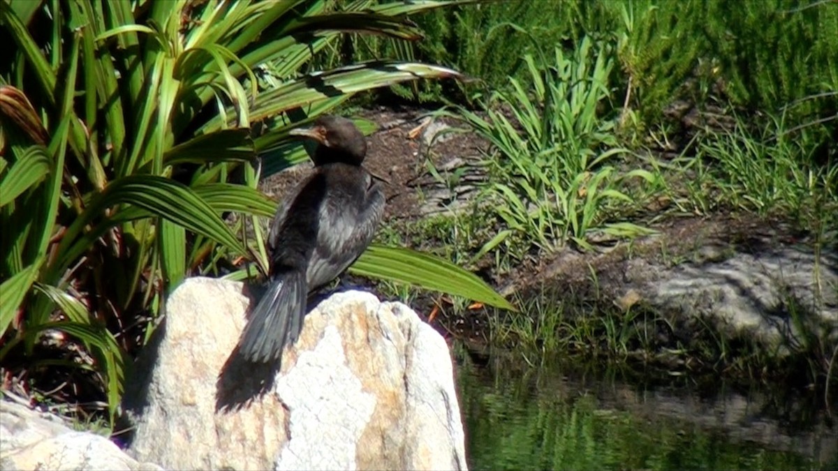 Reed Cormorant - ML623606944