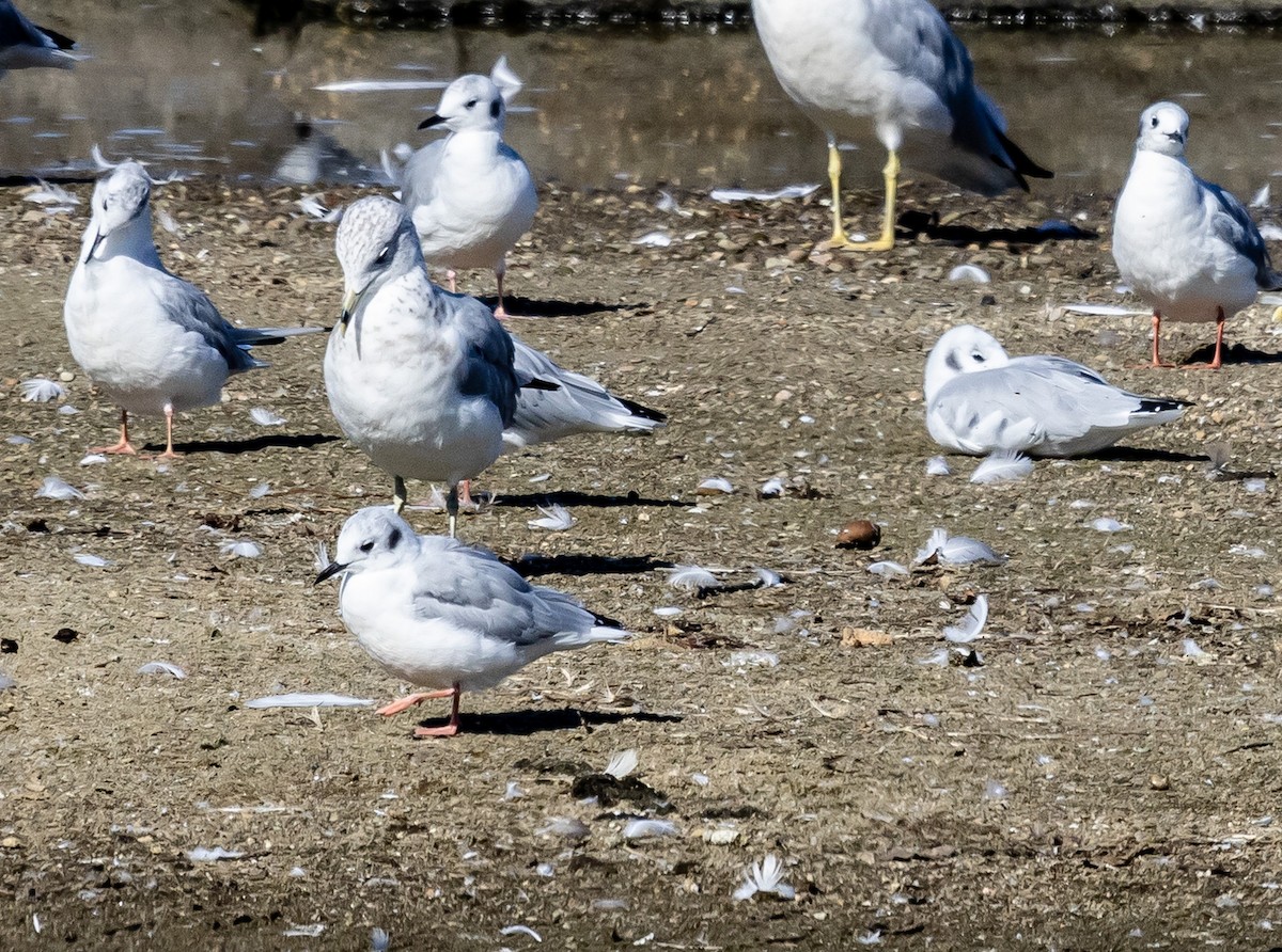 Bonaparte's Gull - ML623606961