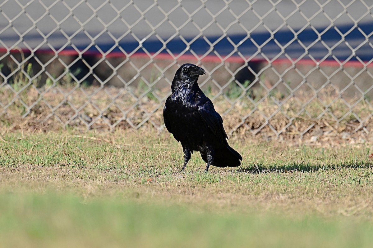 Common Raven - ML623606983