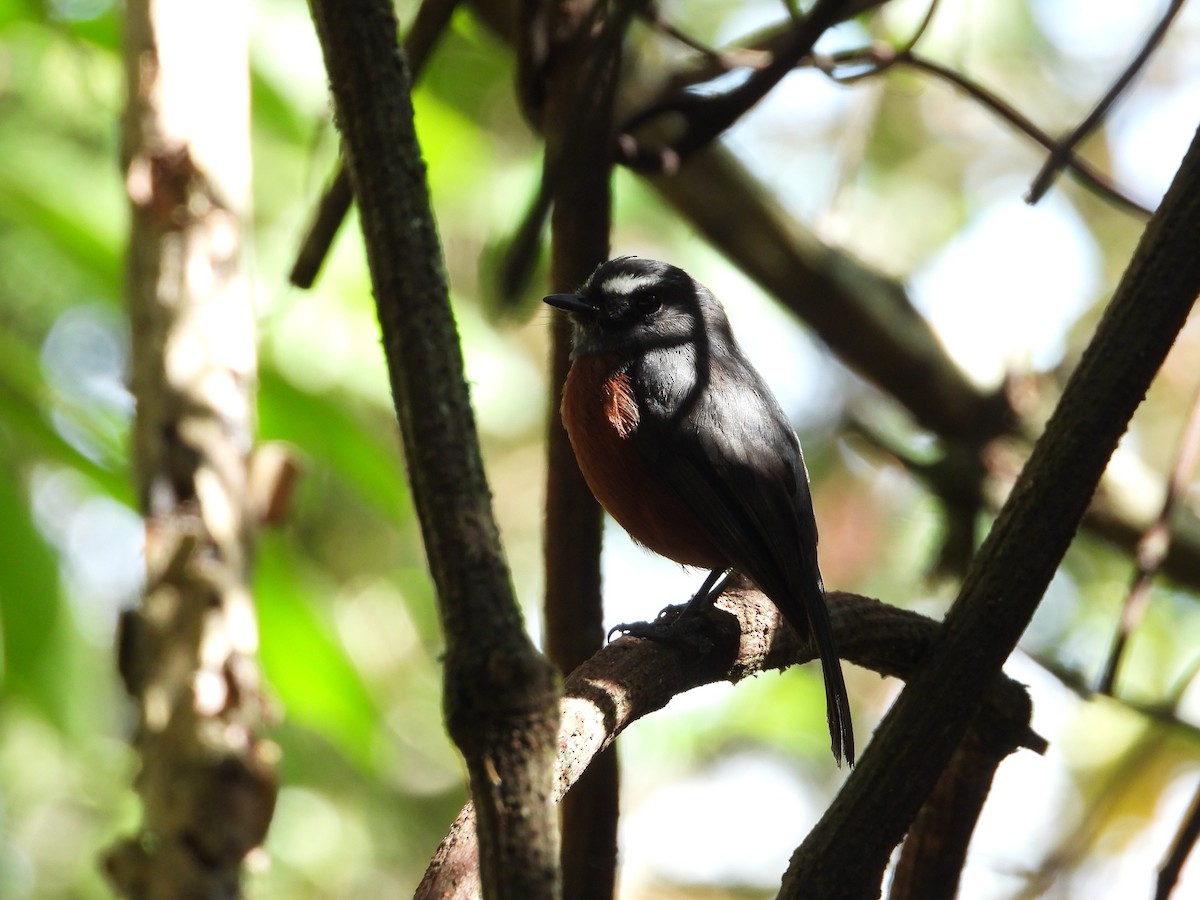 Chestnut-bellied Chat-Tyrant - ML623607097