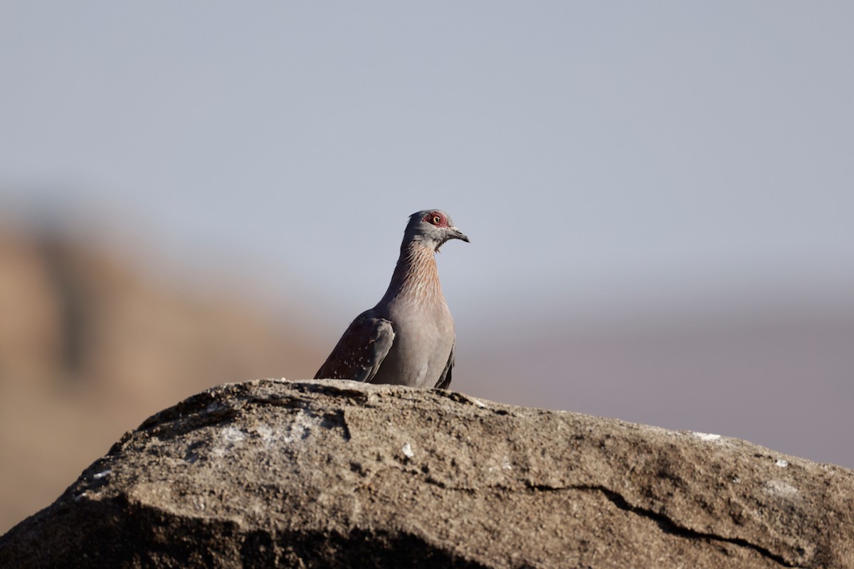 Speckled Pigeon - ML623607123