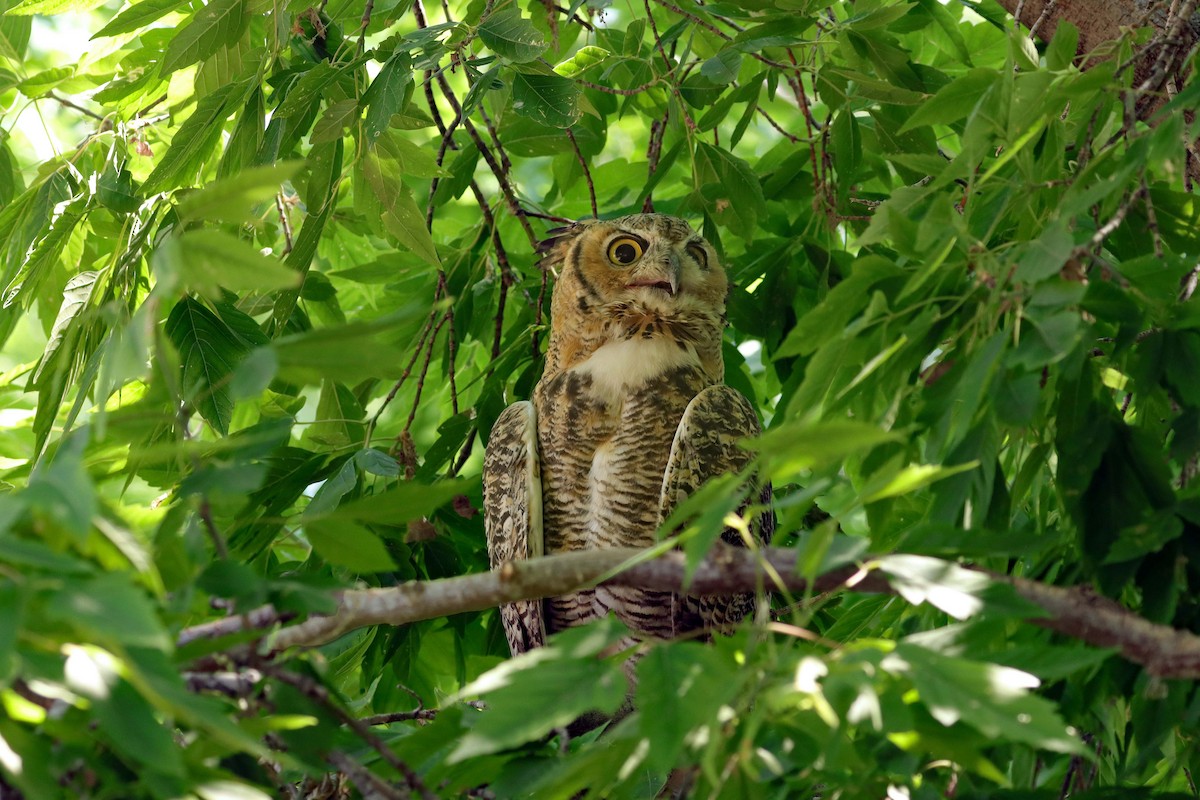 Great Horned Owl - ML623607124